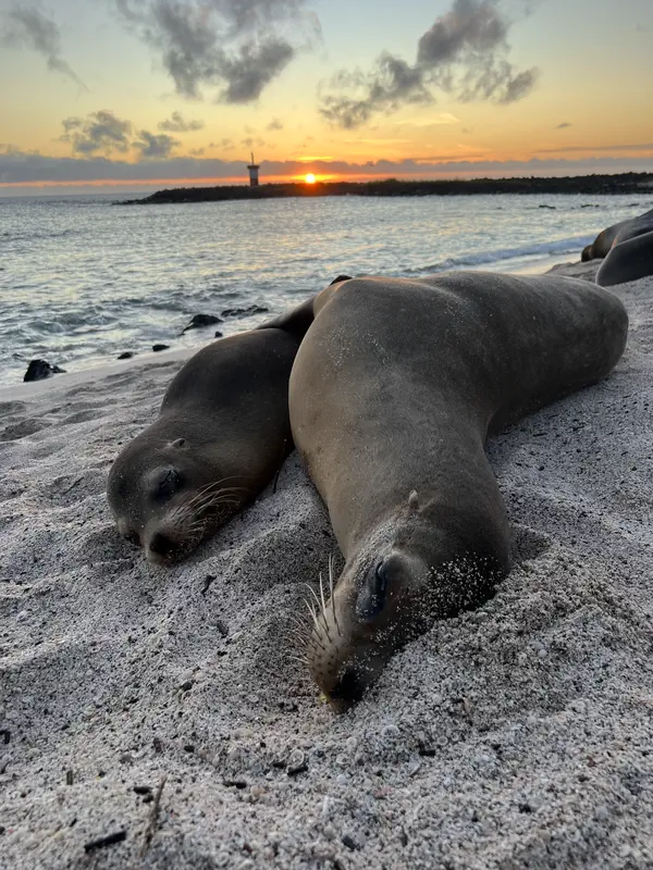 Les animaux des Galapagos